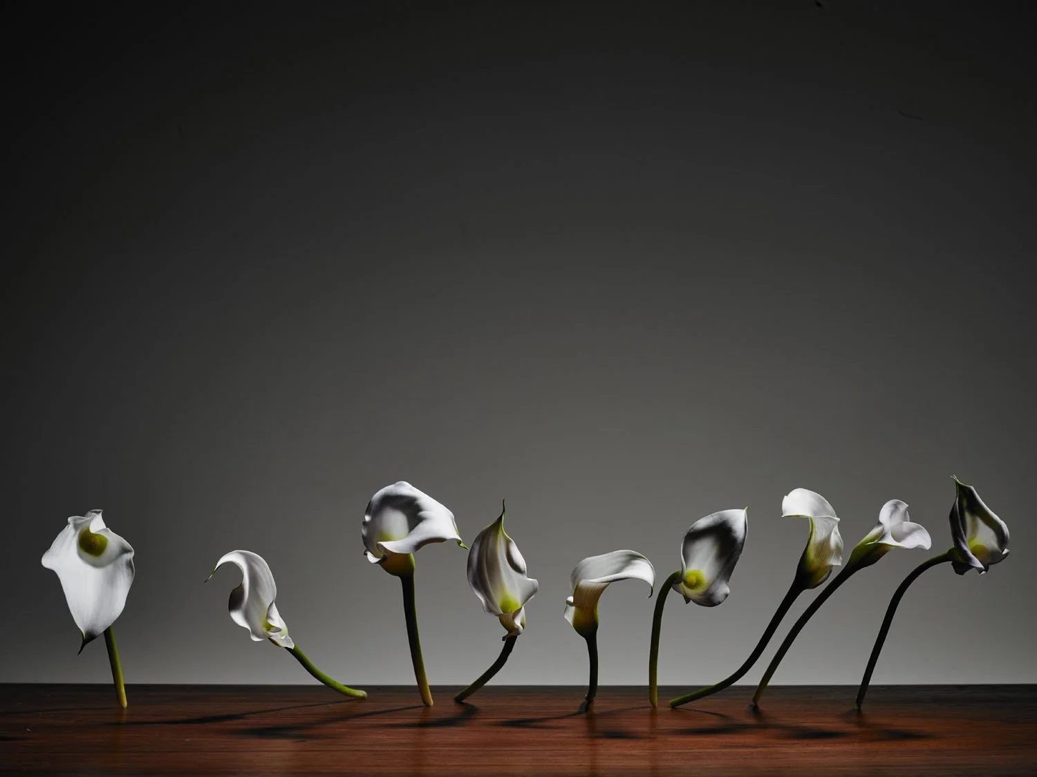 2015.02.10_Flowers109354.jpg