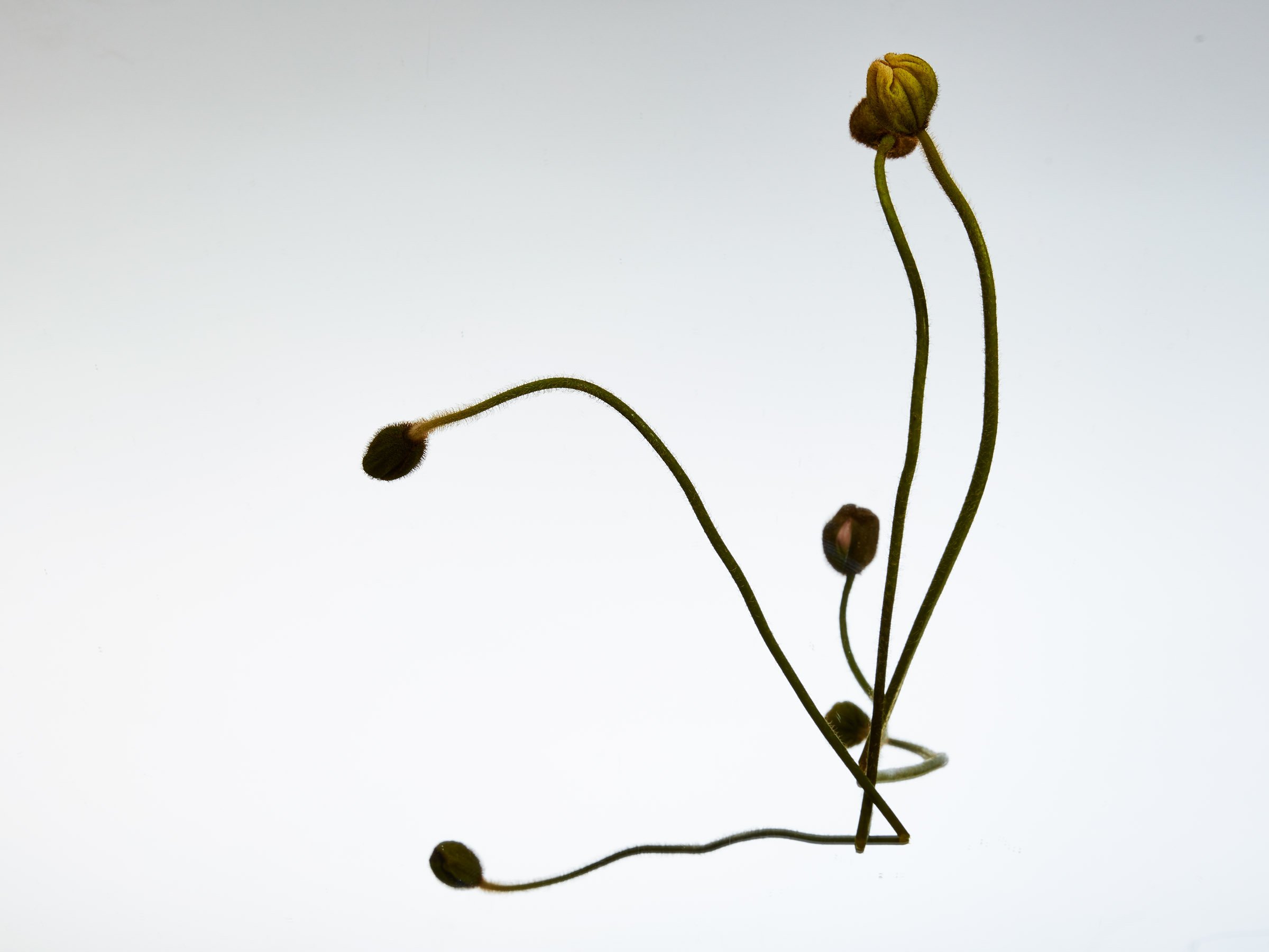 2016.02.25FloralLightTest1228.jpg