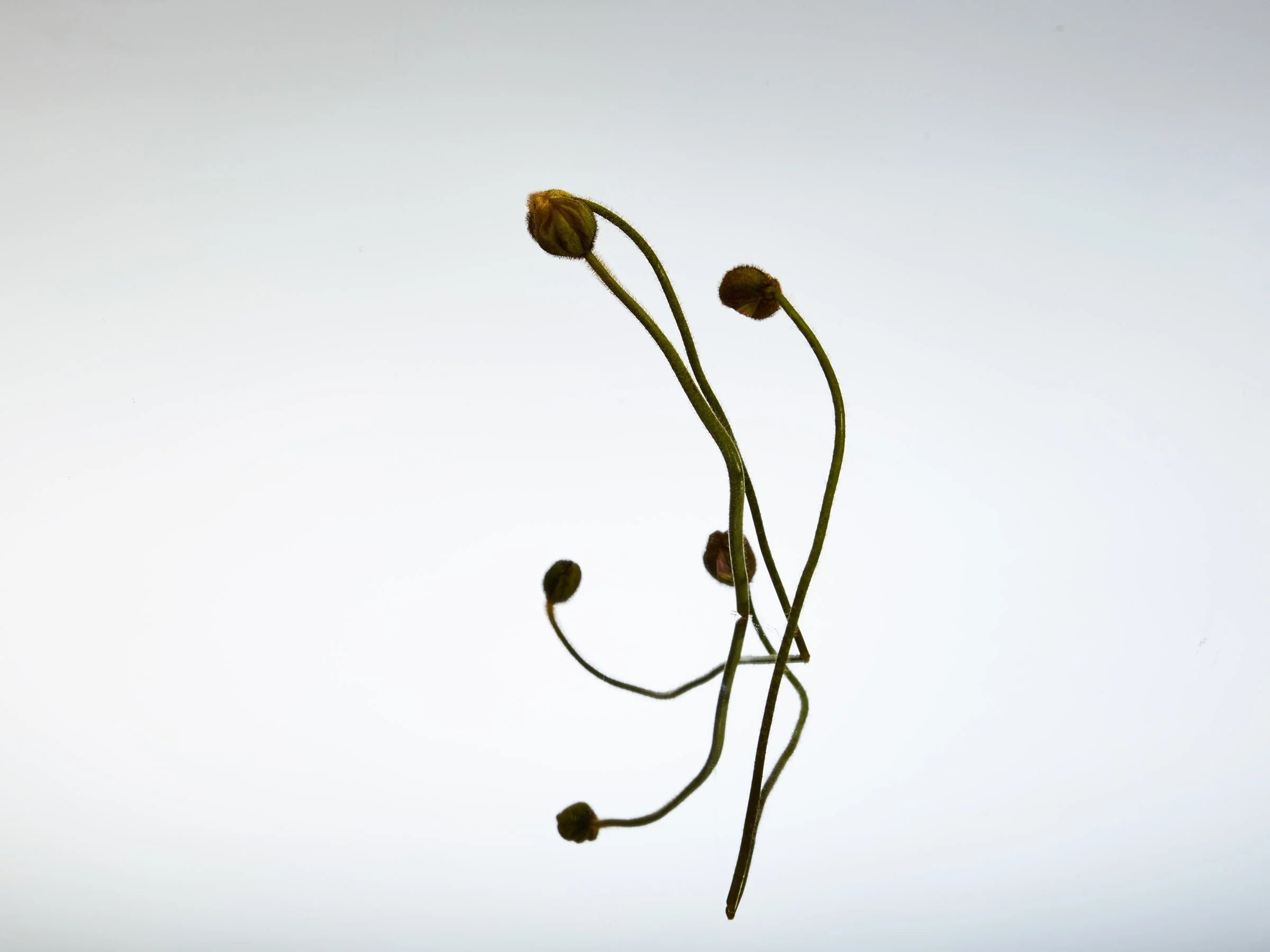 2016.02.25FloralLightTest1235.jpg