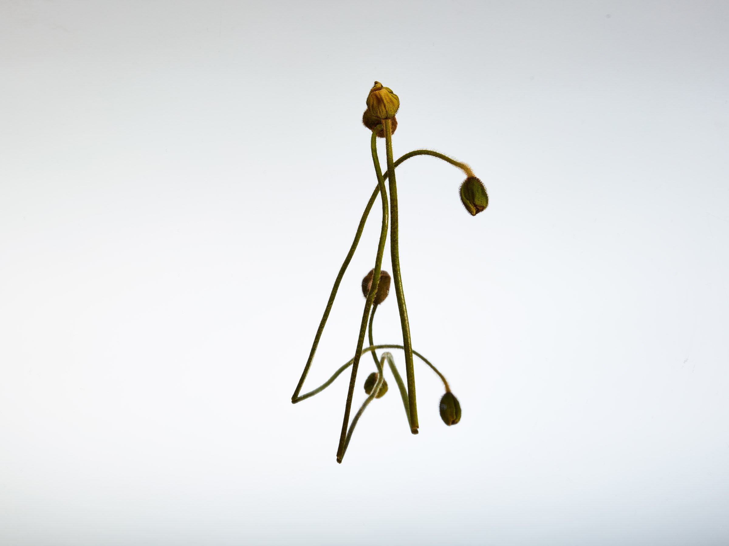 2016.02.25FloralLightTest1257.jpg