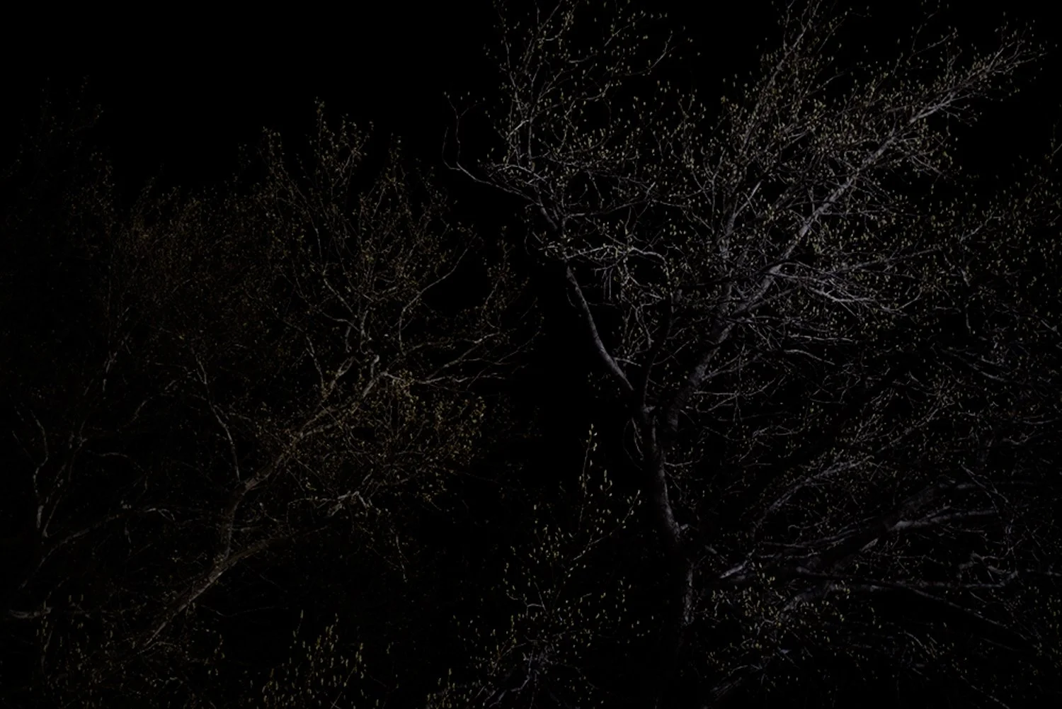 Trees copy.jpg