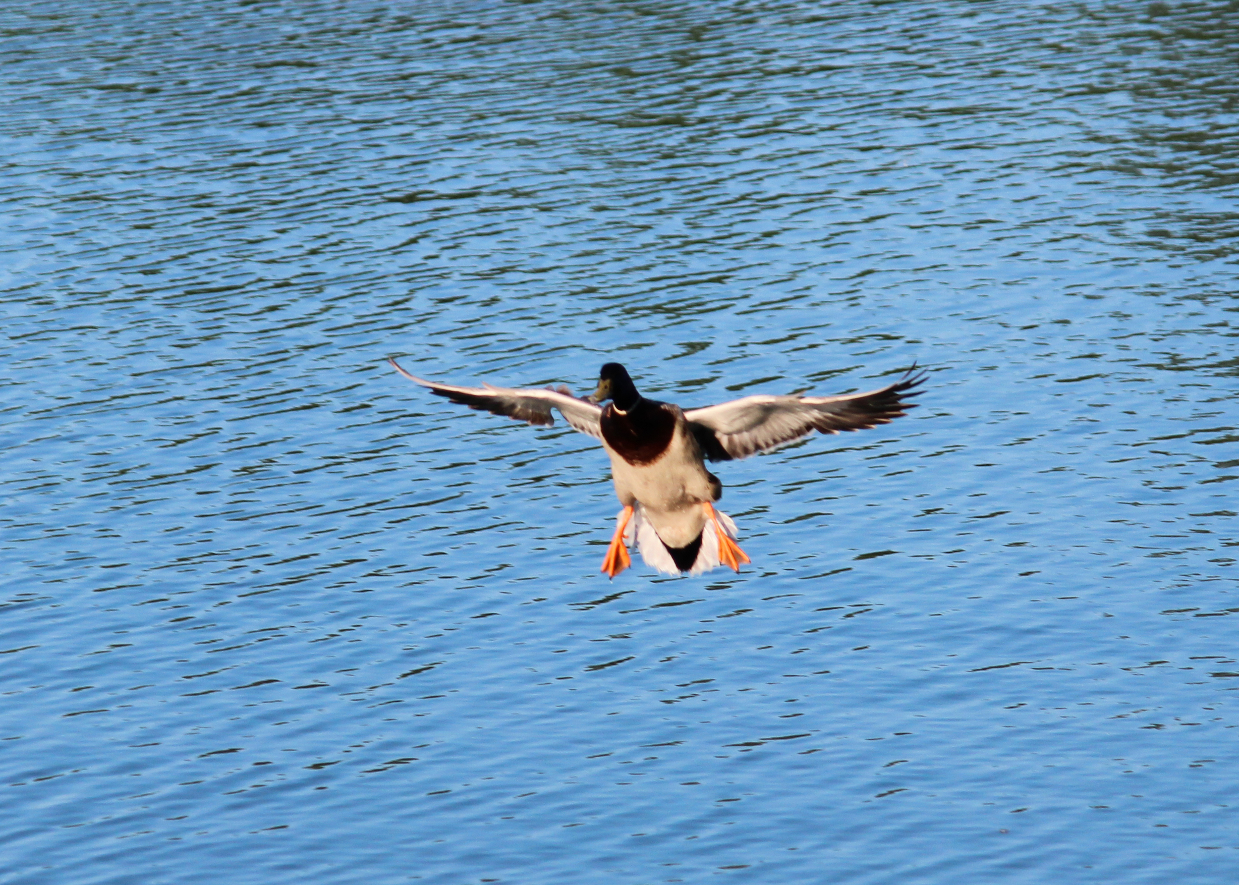 Duck landing