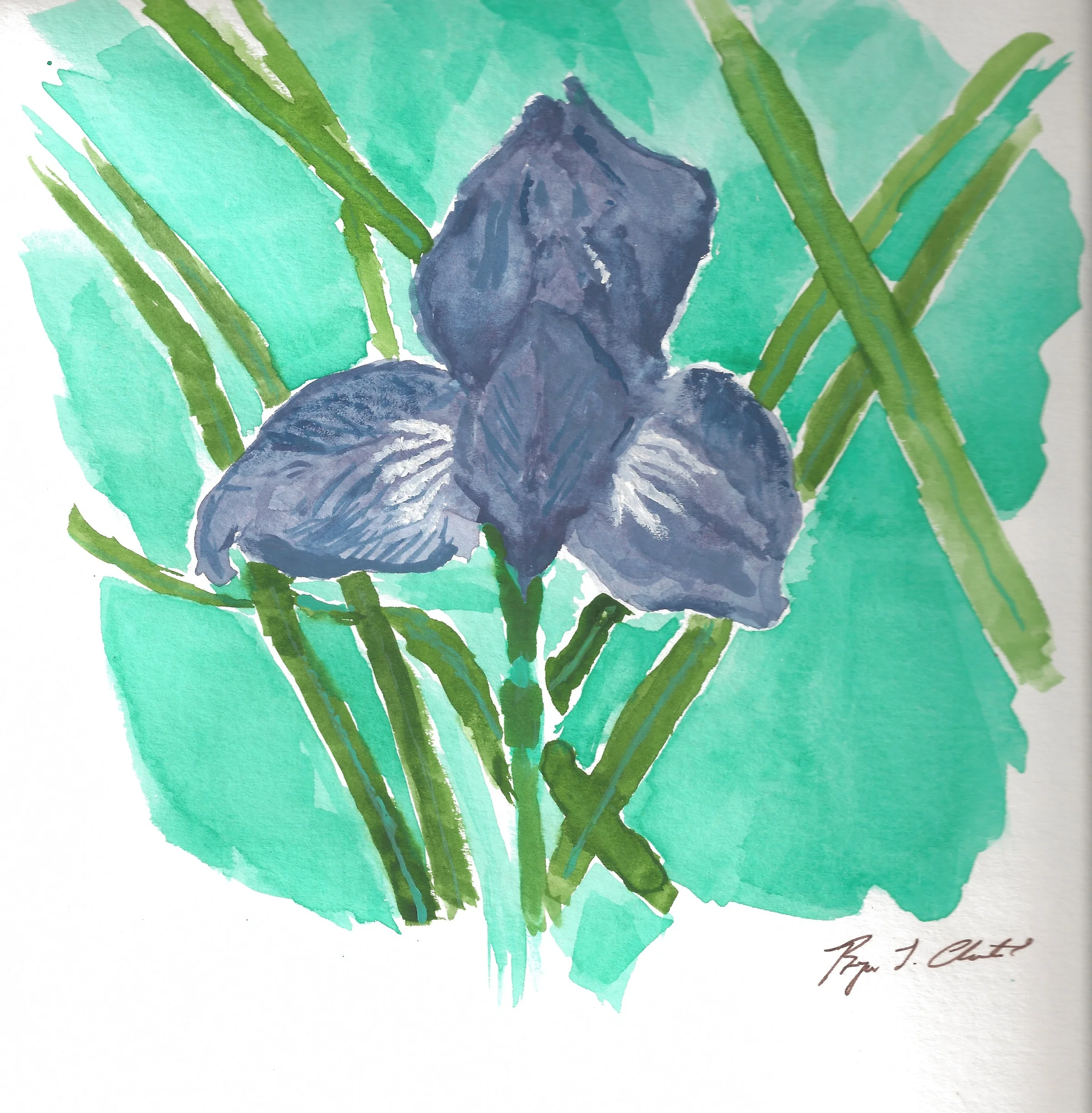 Iris watercolor