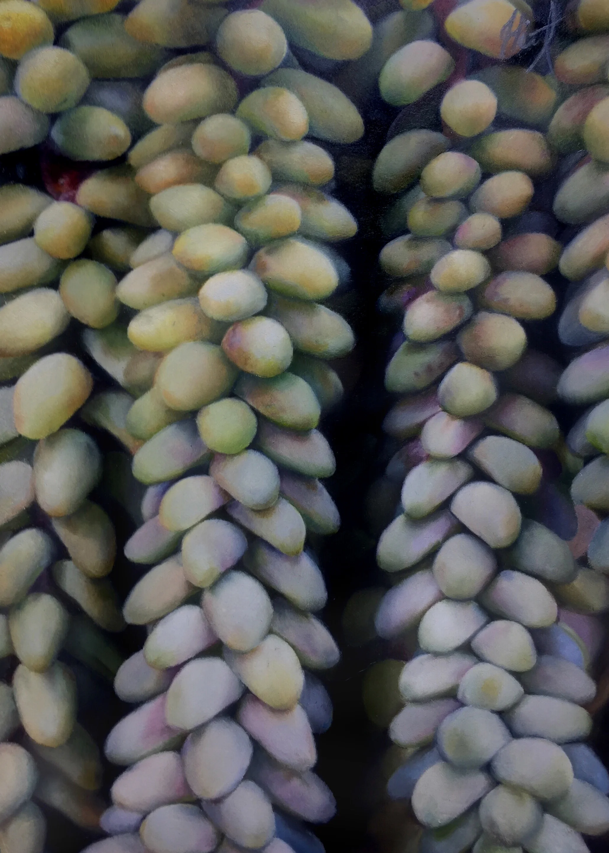 Burro's Tail