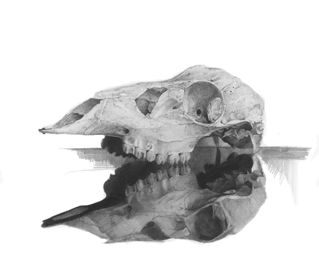 Deer Skull