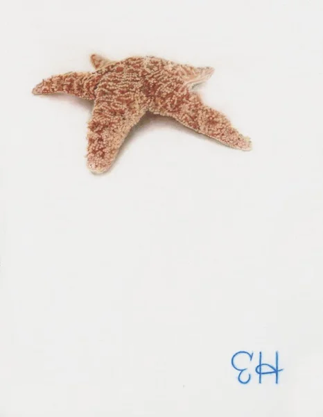 Lone Star