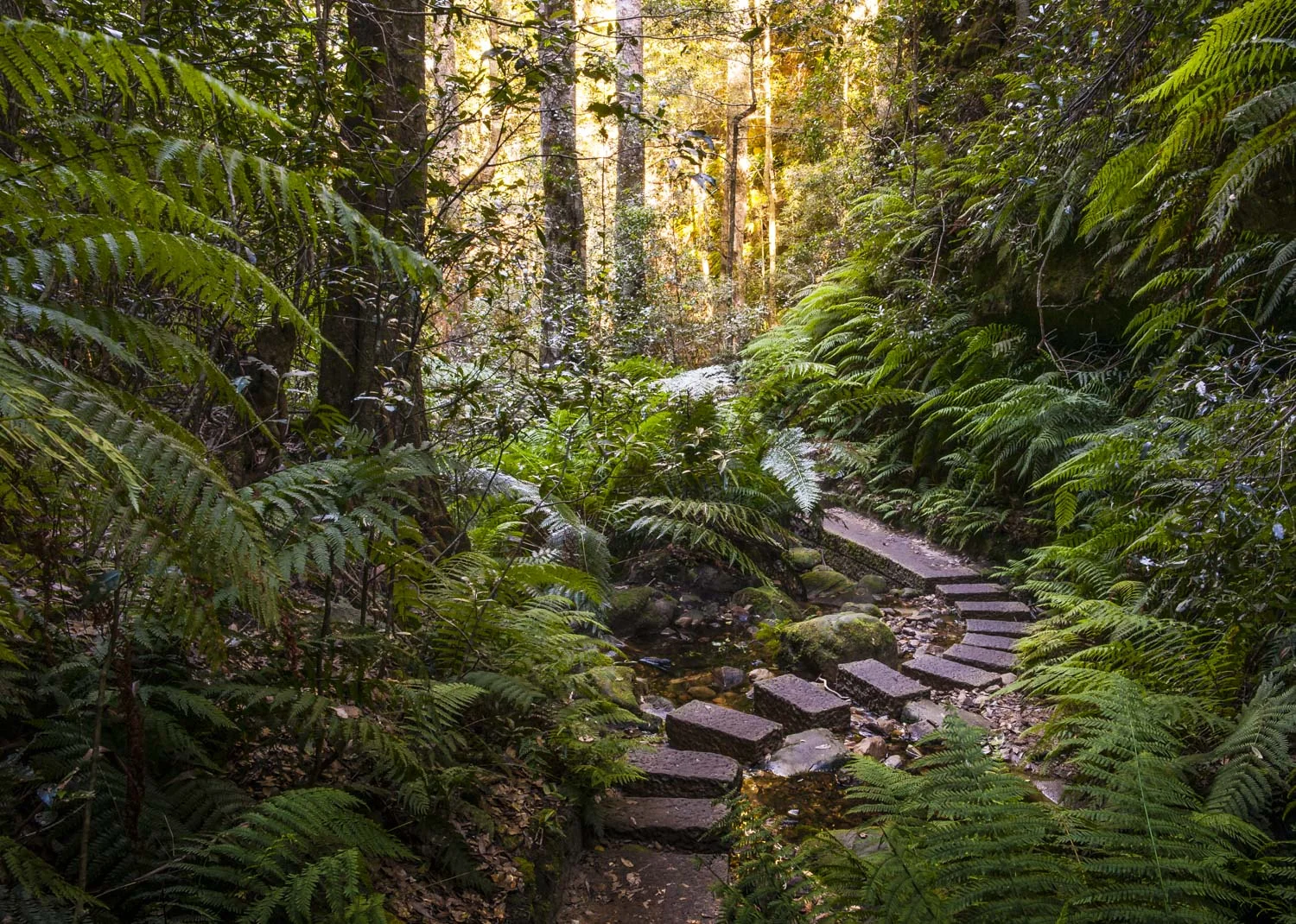 GRAND CANYON, BLACKHEATH. We passed this spot on the climb down to the canyon floor from Evans Lookout. My son says it looks like Lord Of The Rings country.
