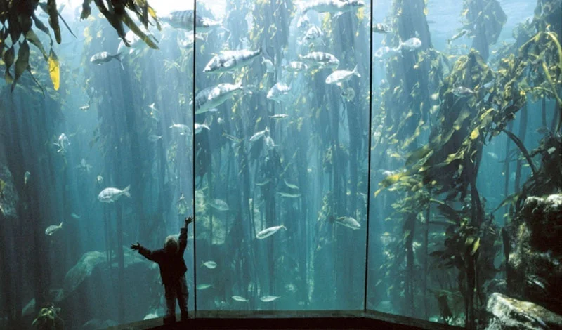 Aquarium.jpg