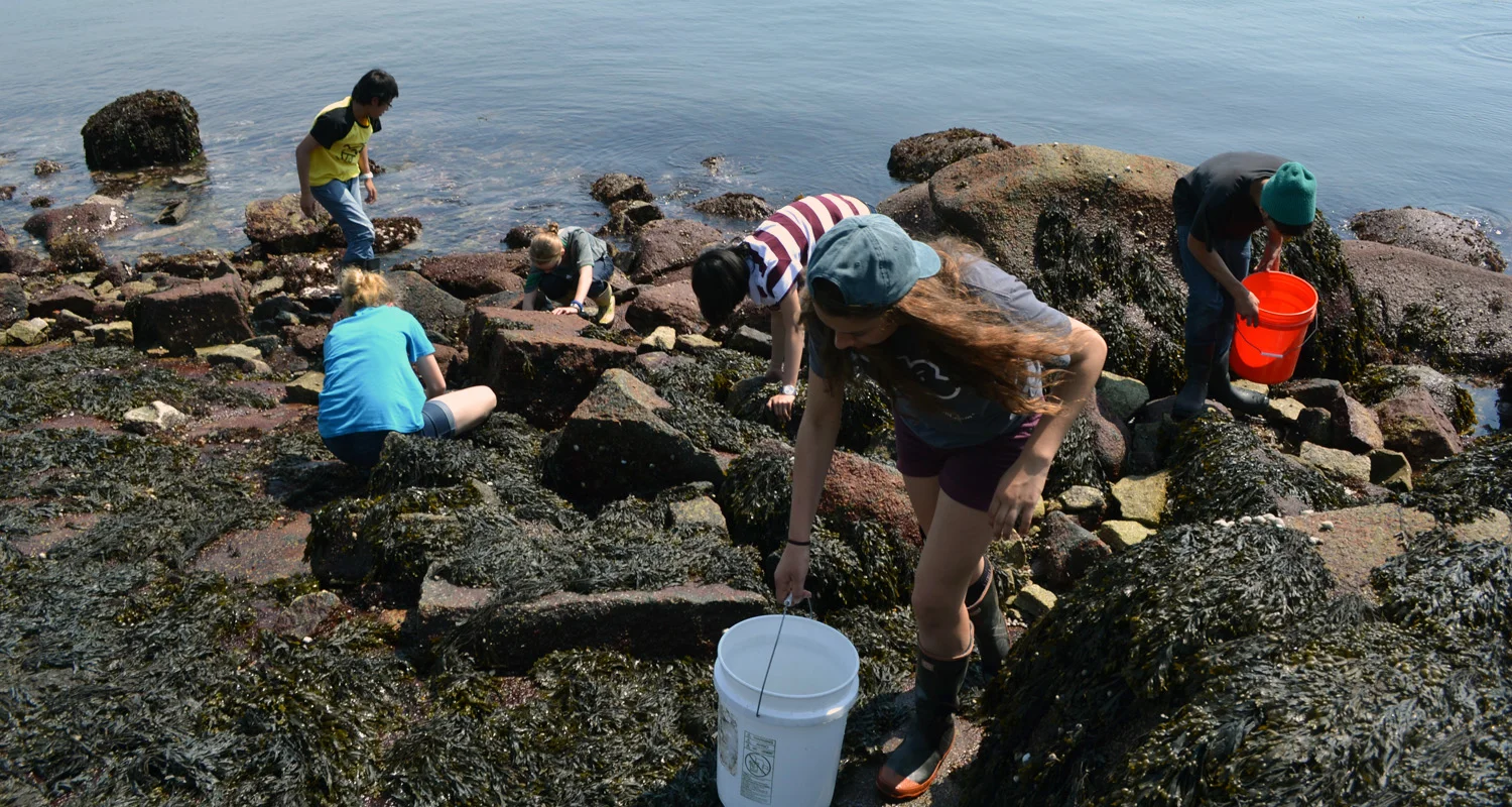 green crab hunt.JPG