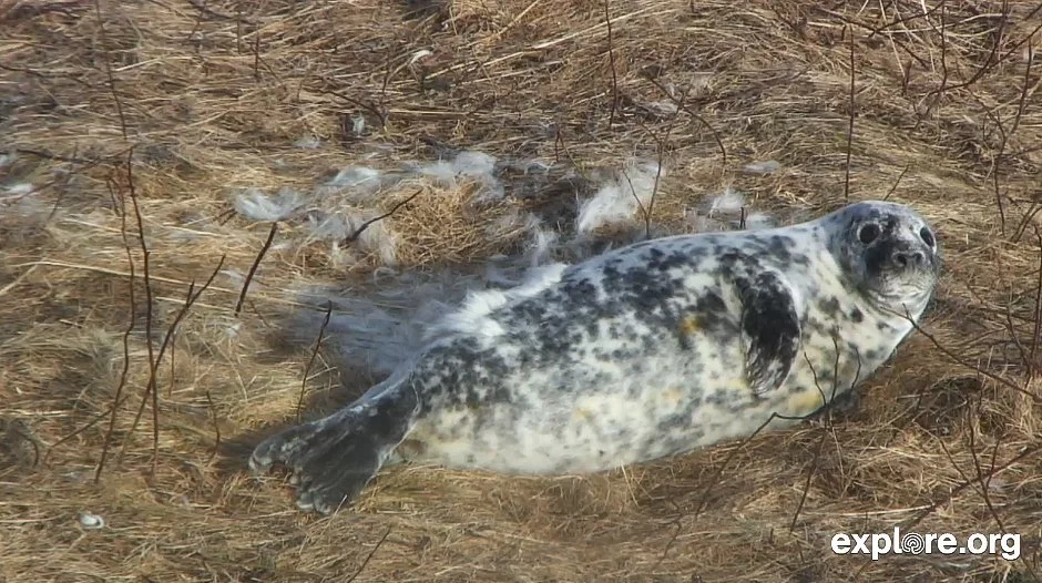 This is a still still taken on January 15. Click the image to visit the video feed which broadcasts live starting at 10am every day.
