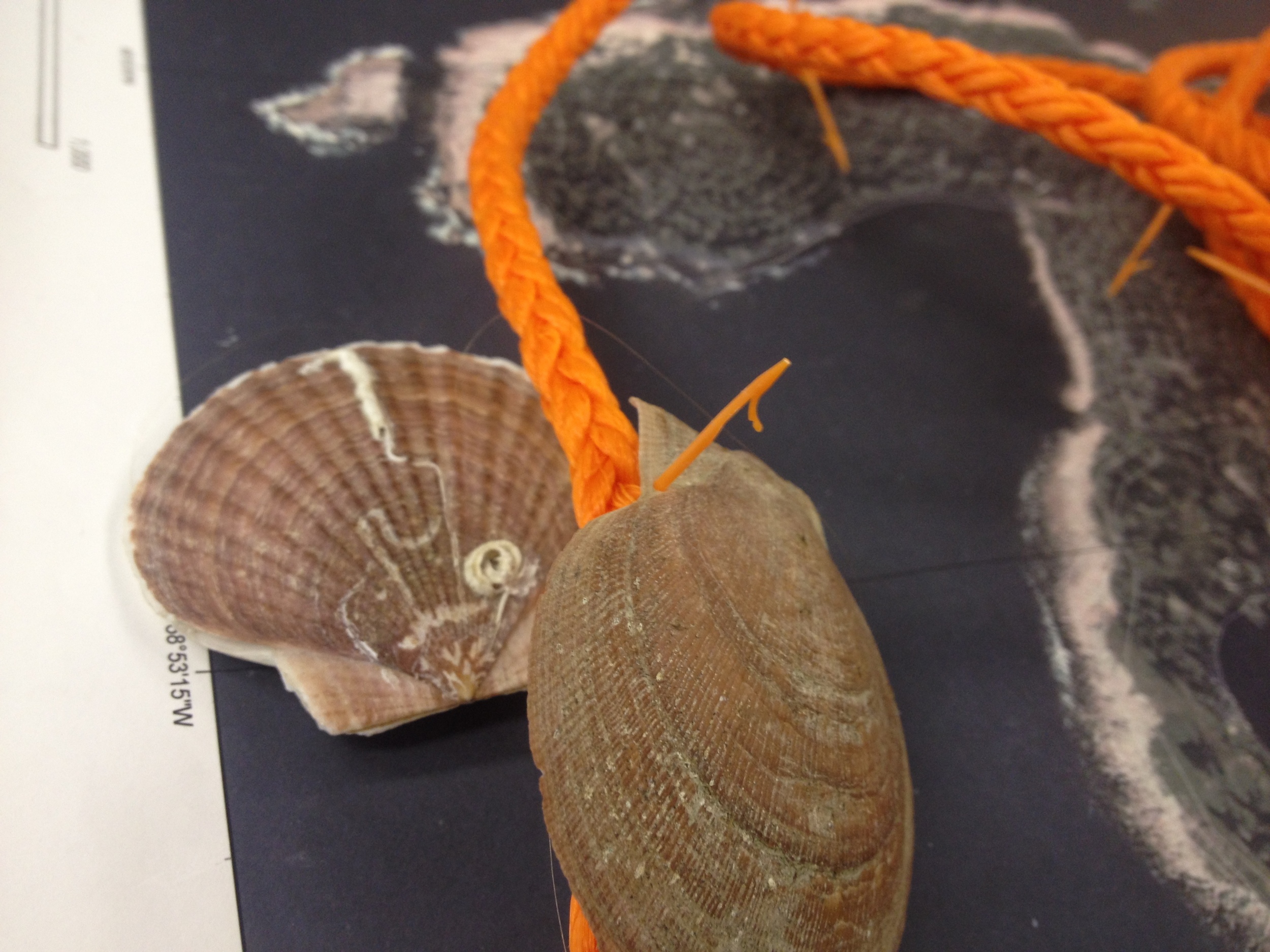 This is one technique for growing scallops called "ear hanging," which uses plastic Age-pins to secure the scallops in pairs along a line.
