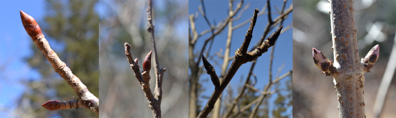 From left to right: Horse Chestnut, Speckled Alder, Mountain Ash, Common Elderberry