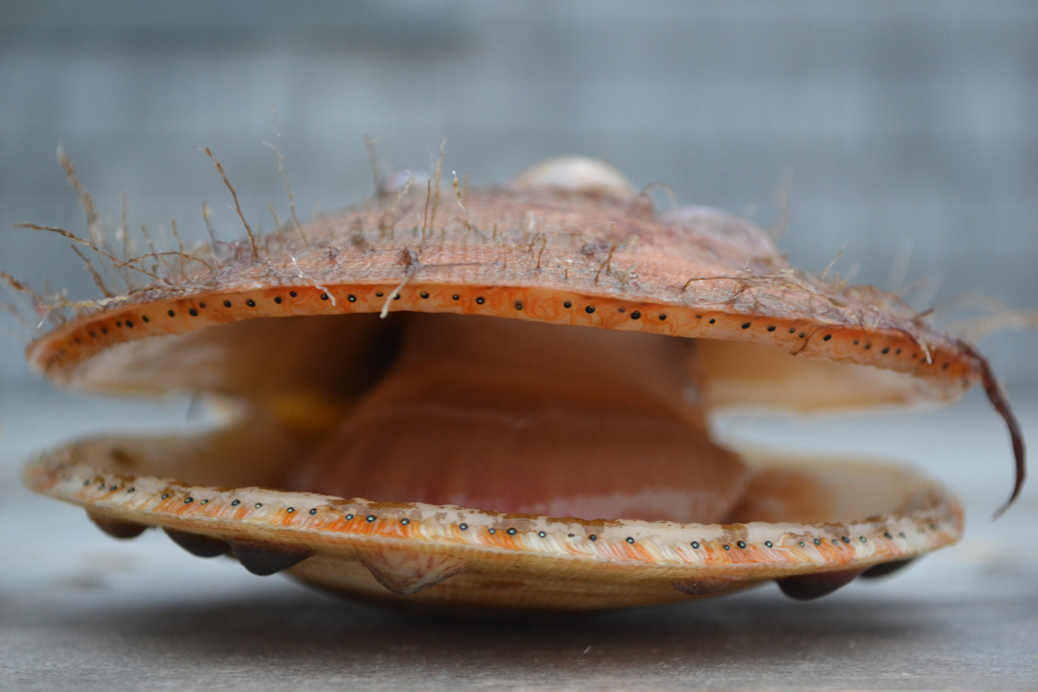 Atlantic Sea Scallop ( Placopecten magellanicus)