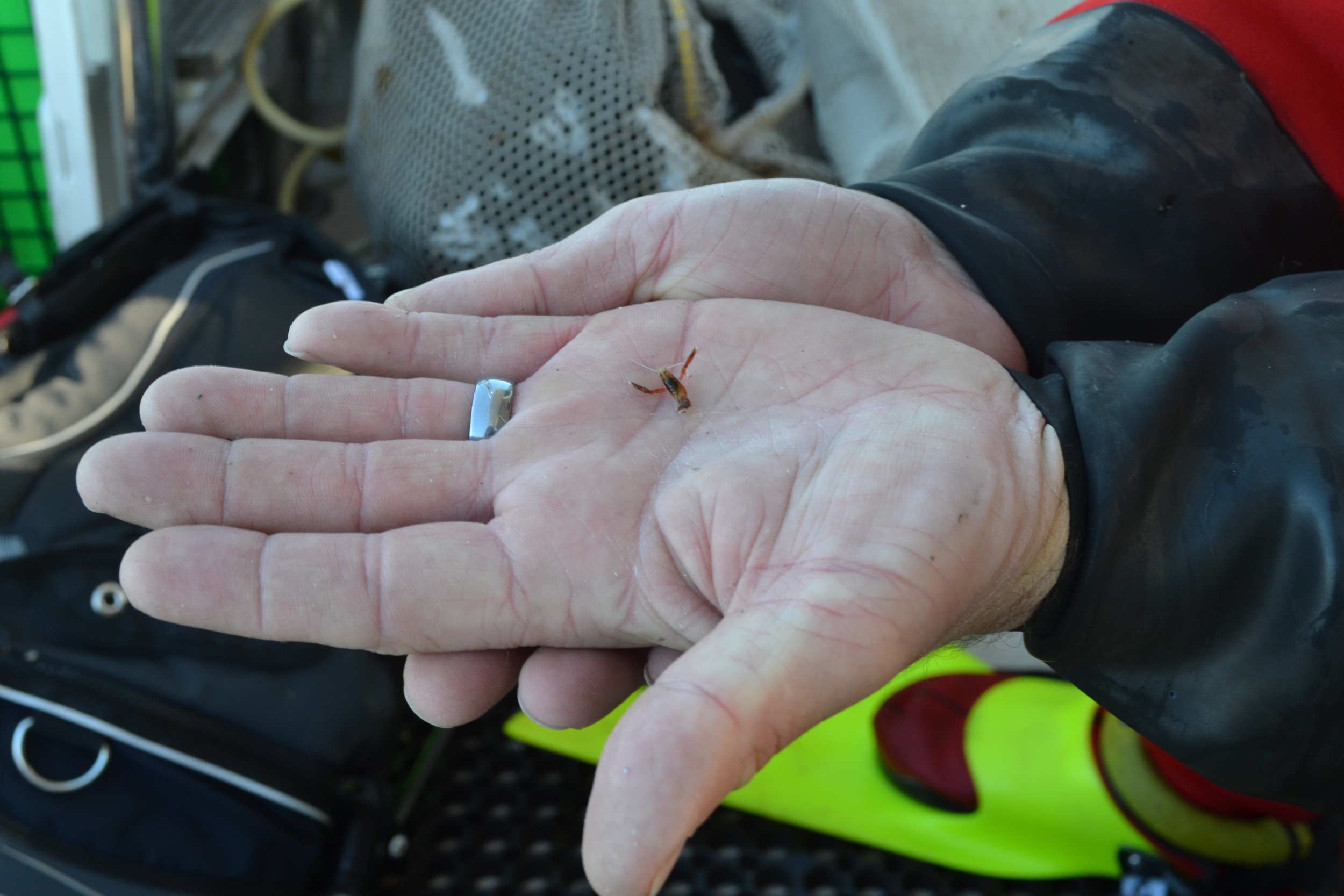 This is an example of the lobsters being surveyed for the settlement index