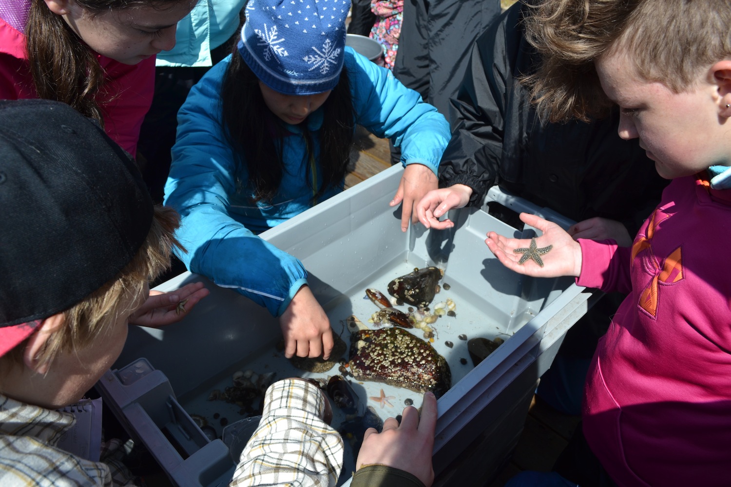 Students gather around fish totes to examine their invertebrate collections from the days low tide