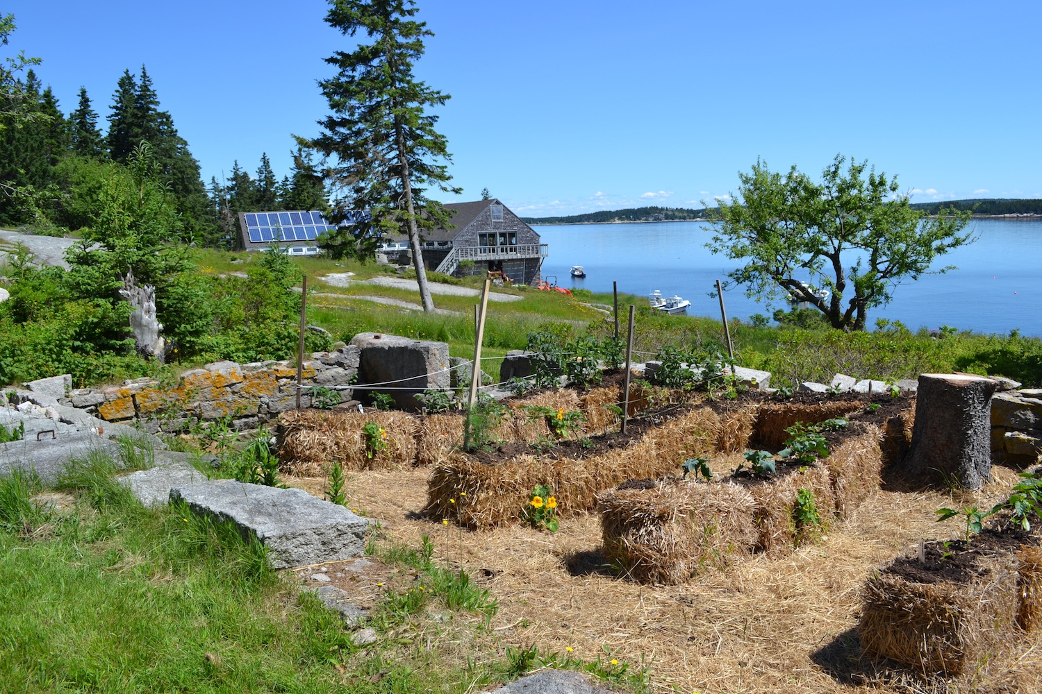 Our newly planted straw bale garden! Can you spy the nasturtiums growing out the side of the bales?