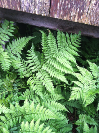 Mountain Wood Fern