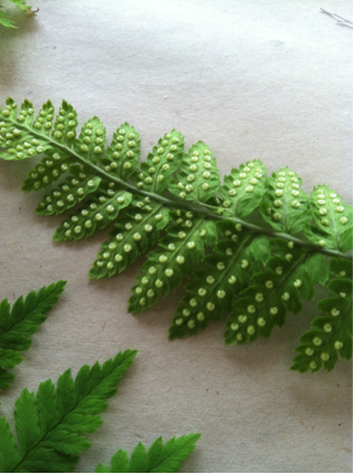 Sori of the Mountain Wood Fern