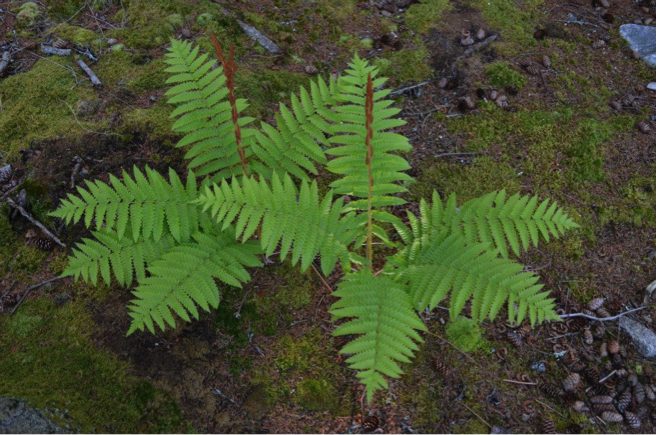 Cinnamon Fern