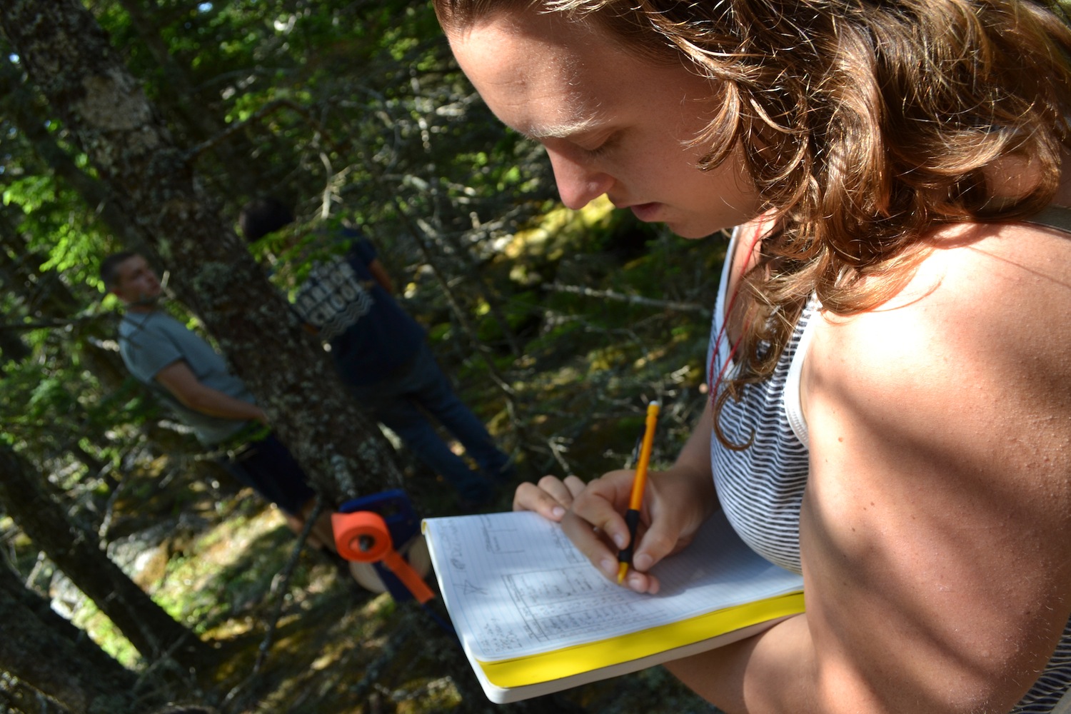 Chloe enters data with ISLE botany students recording DBH for white and red spruce trees in a plot