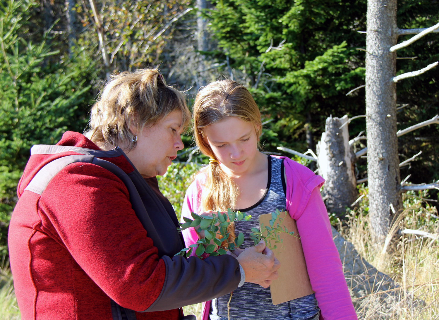 A North Haven student learns about the wild beach pea