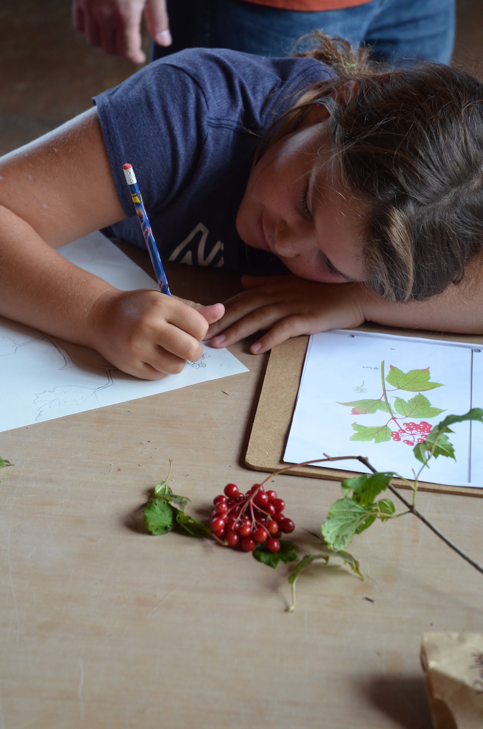A student spends time drawing a field guide entry for her edible plant: the high-bush cranberry