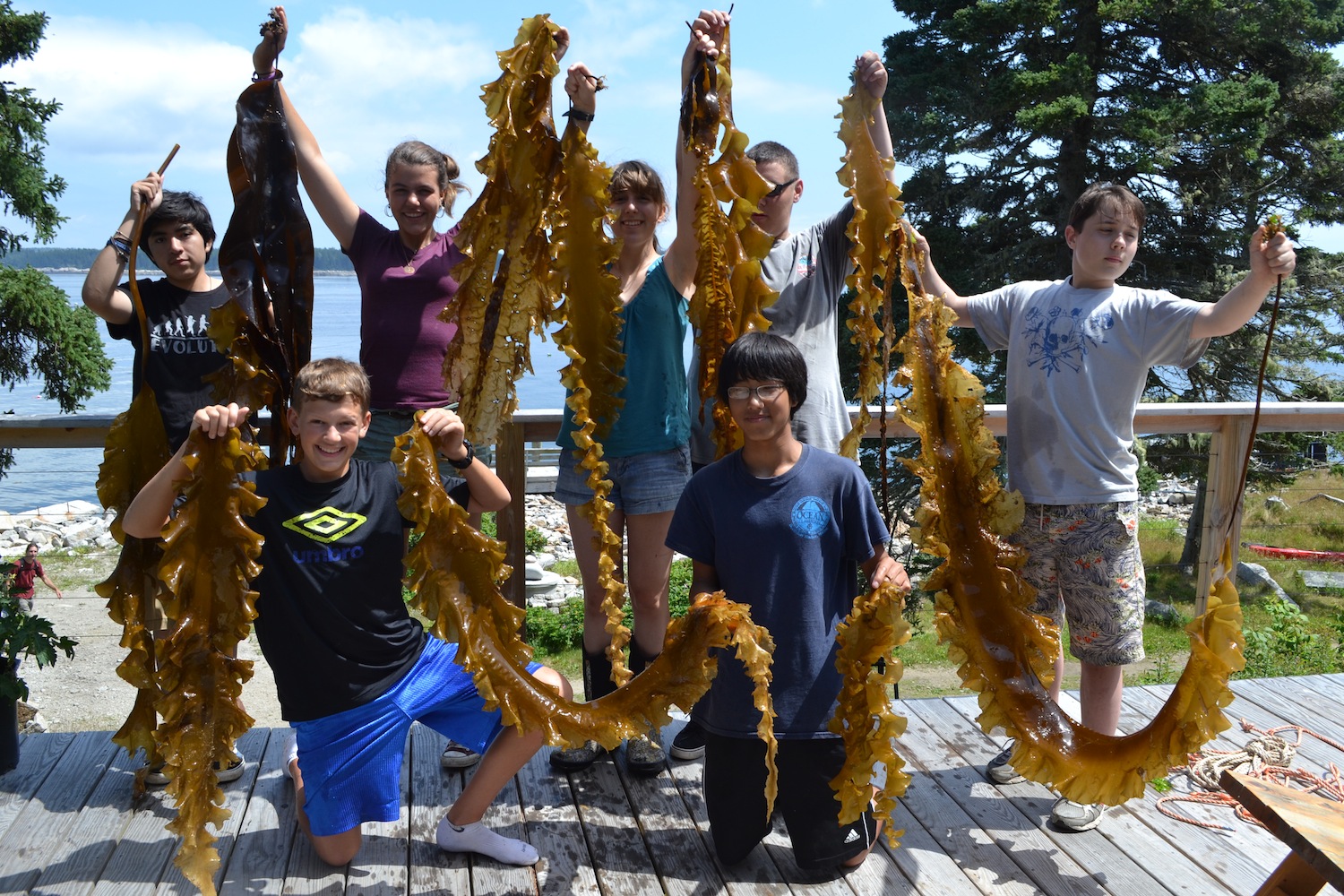 Fun with Sugar Kelp