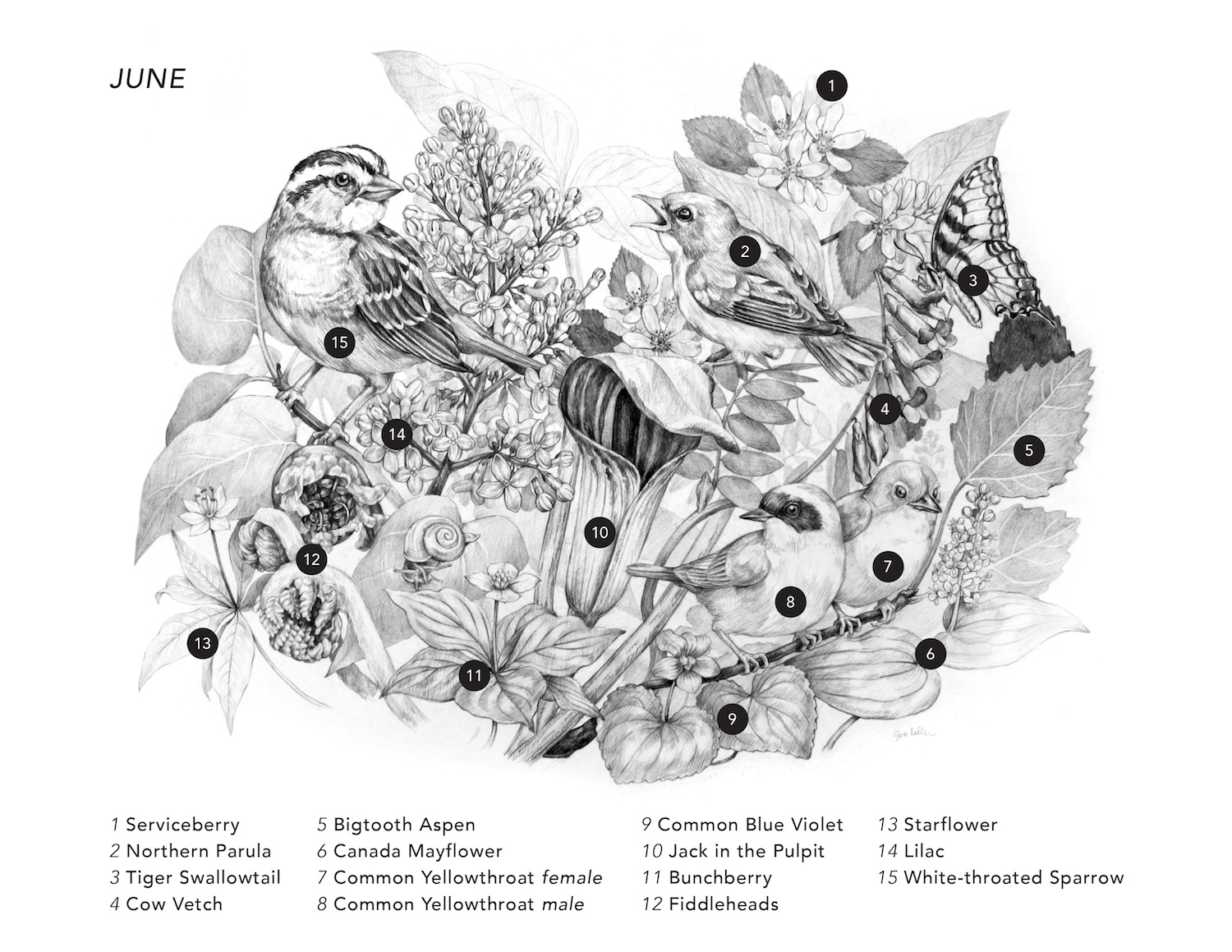 The most noticeable plants and animals in June