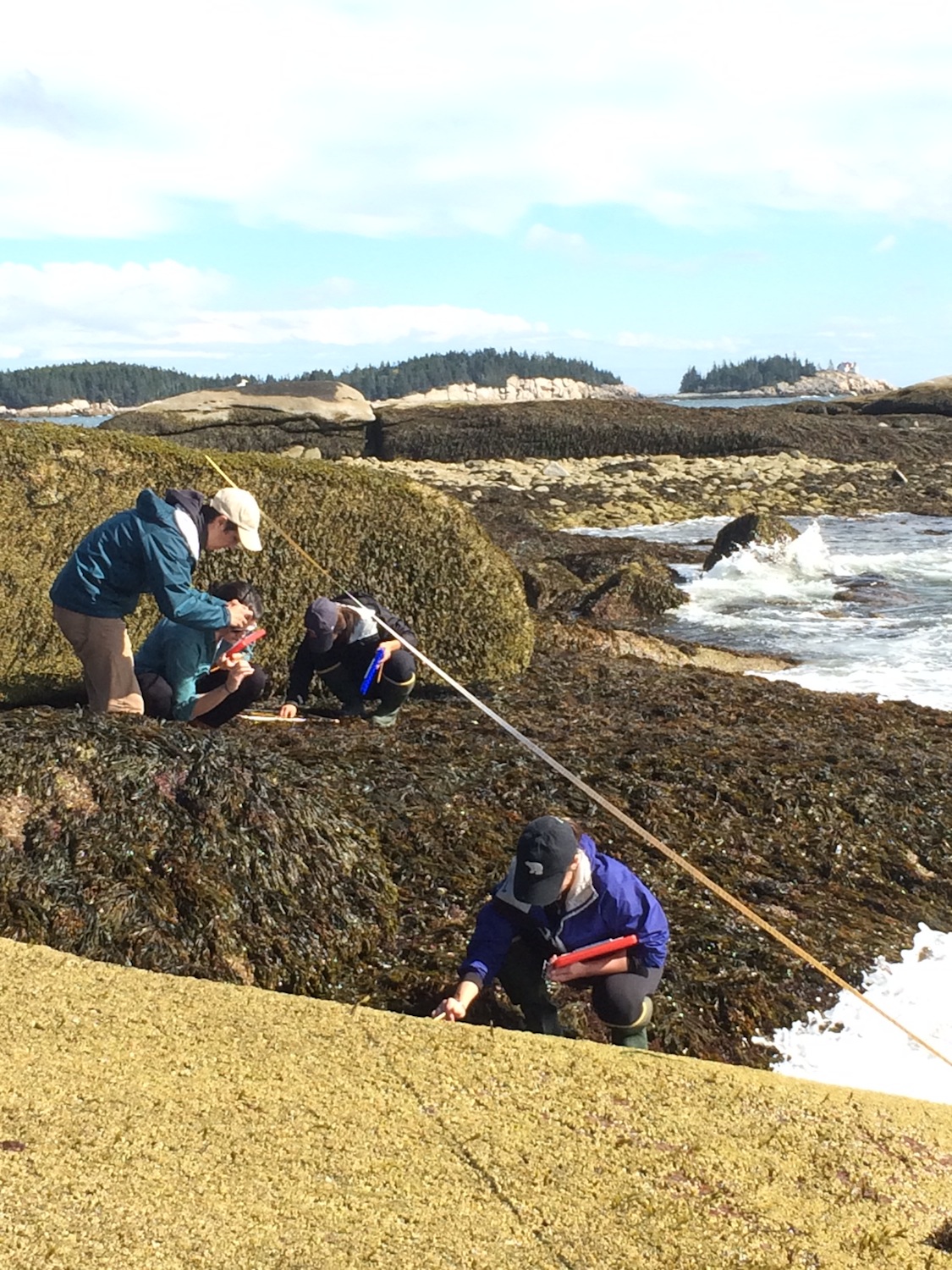 Intertidal Monitoring work
