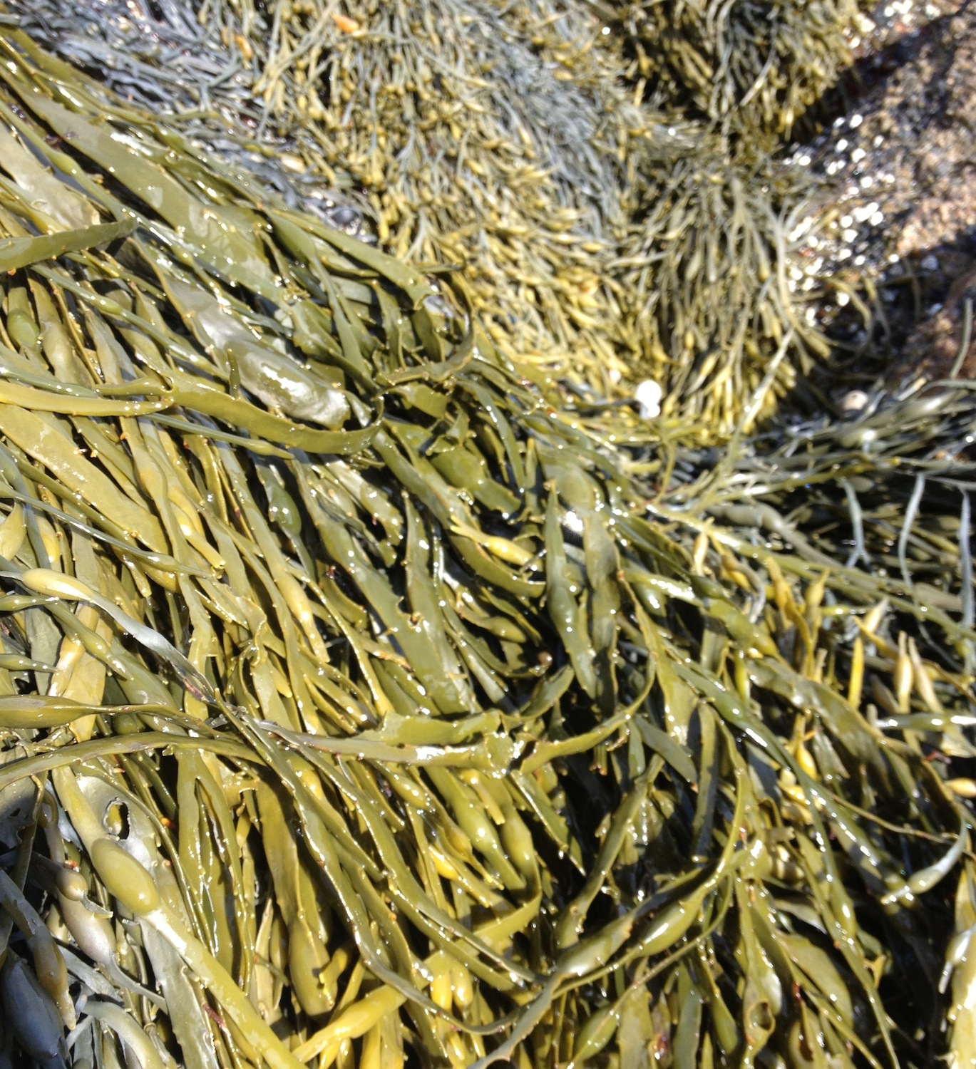 Ascophyllum nodosum is a common type of brown alga found on Hurricane. It is commonly found with the red alga epiphyte Polysiphonia lanosa.