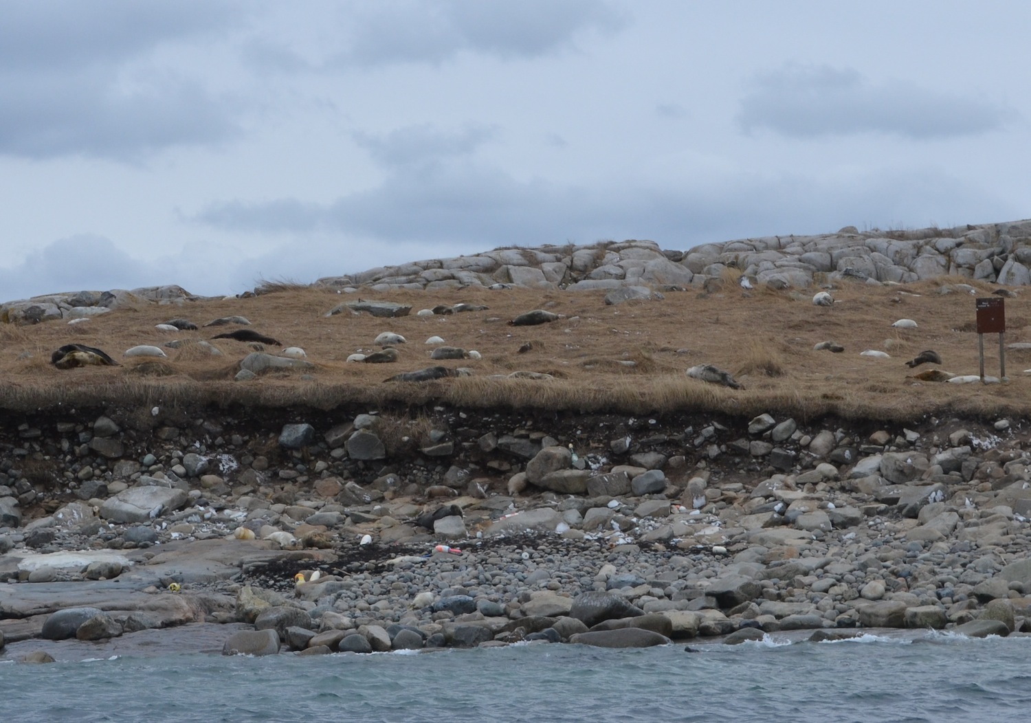 Visiting Seal Island, Maine — Hurricane Island Center for Science and ...
