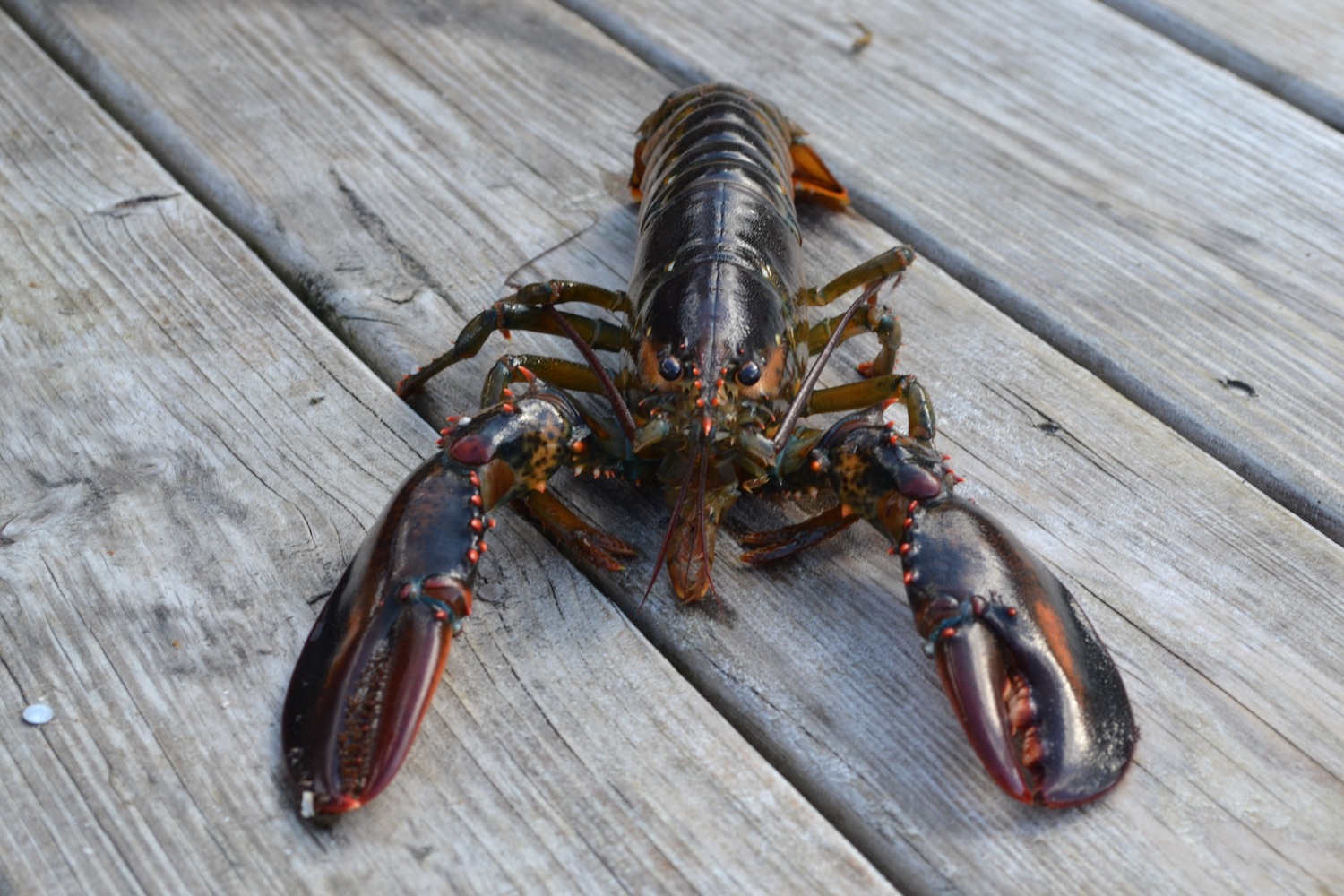 Lobster is just one of many important commercial shellfish in Maine that is susceptible to ocean acidification.