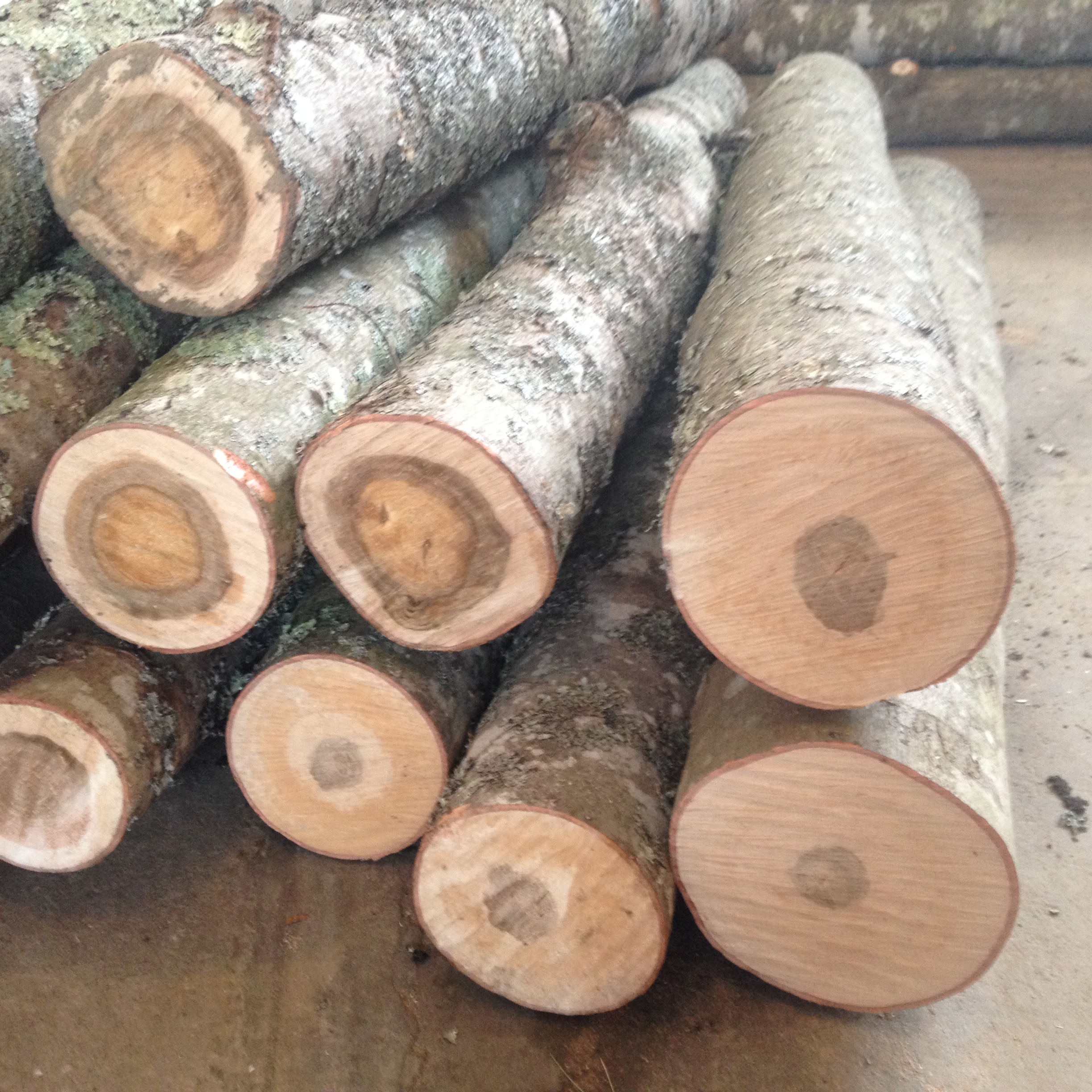the lighter colored wood is the sapwood. 4-6" diameter logs have the most sapwood which is softer and better for the mycelium of the mushrooms to digest