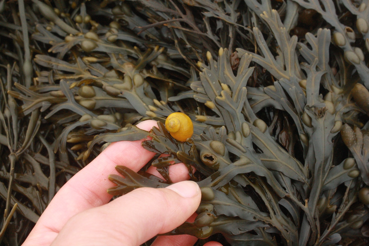 Smooth periwinkle snails often hang out on clumps of rockweed where they can be easily mistaken for the air bladders that help the brown algae float in the ocean for maximum photosynthesis.