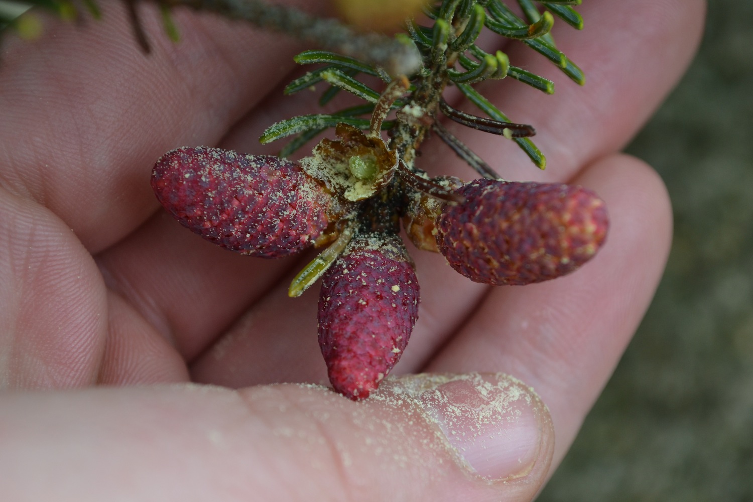 Male pollen cones from a white spruce