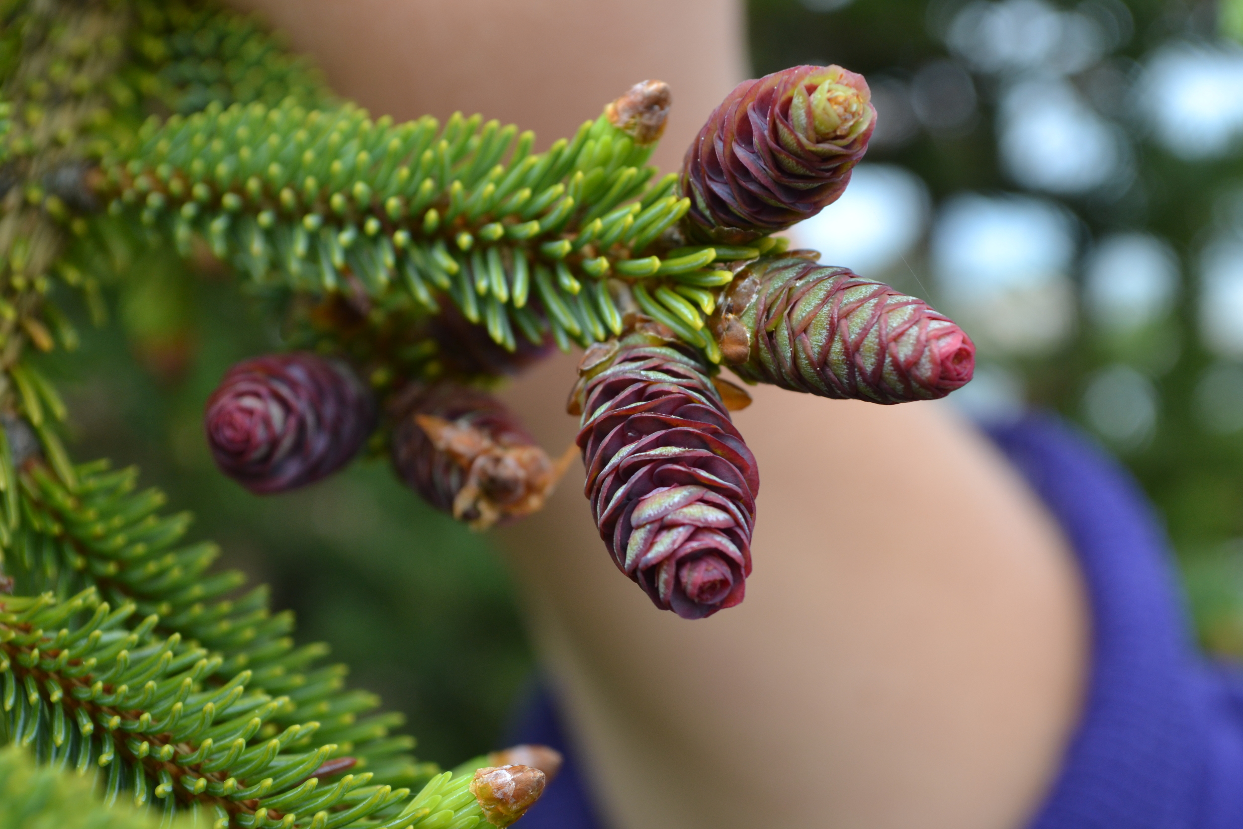 Immature female seed cones on a white spruce