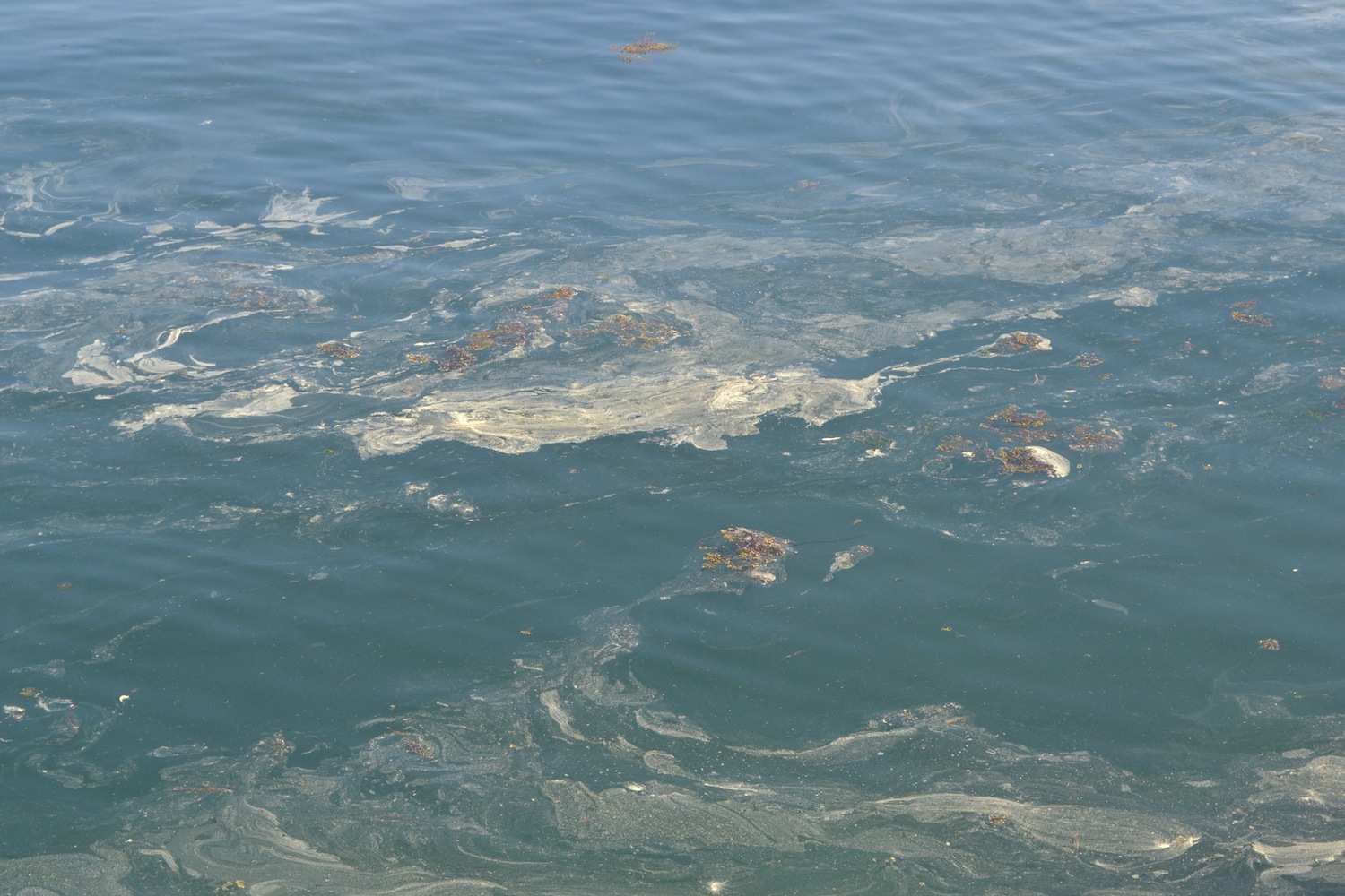 pollen sometimes blows out onto the ocean