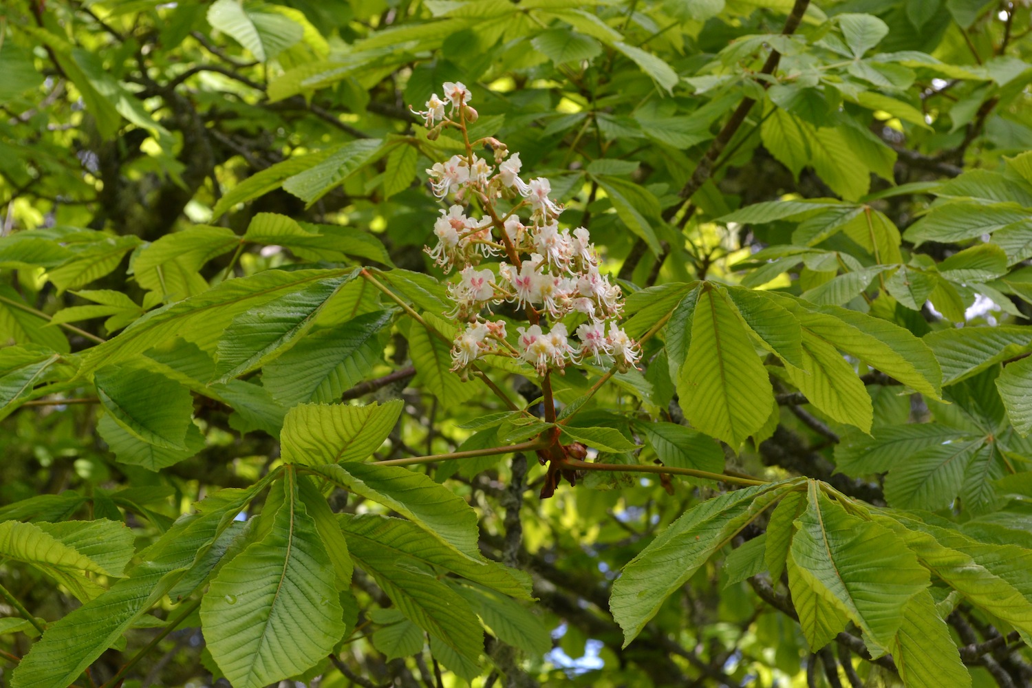 First blooms on the Horse chestnut, taken June 3, 2015
