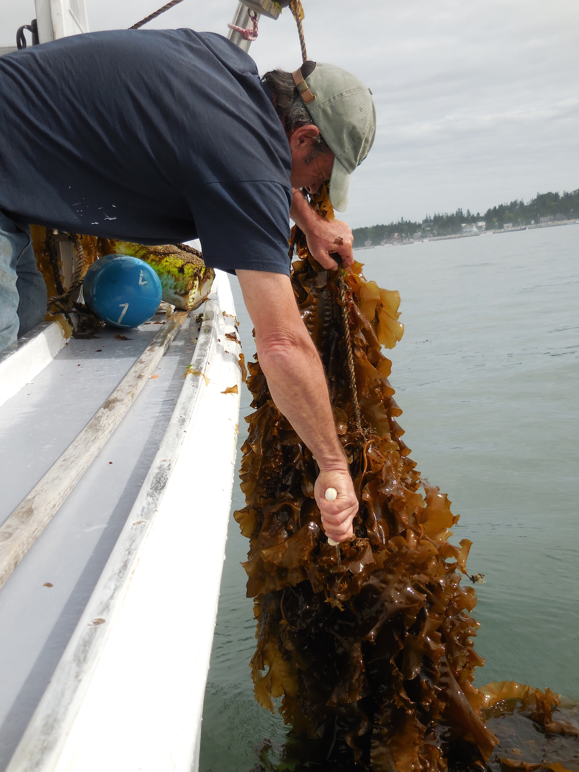 Some of the bags were completely covered in fast growing seaweed!