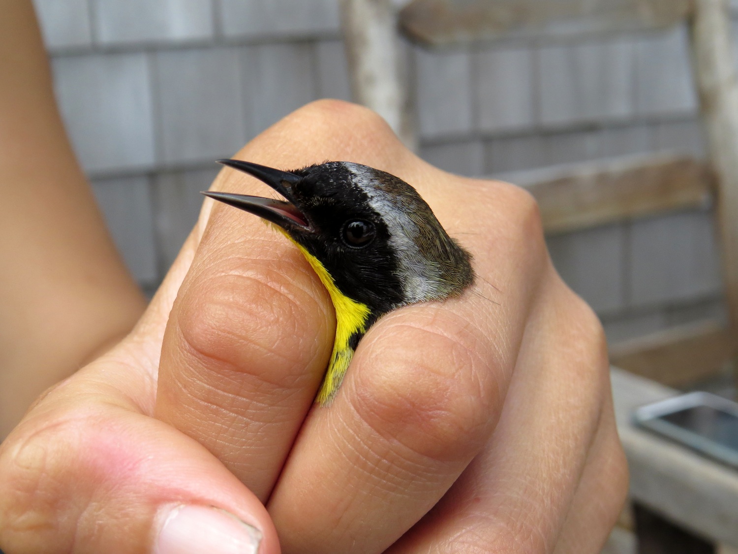 Male Common Yellowthroat