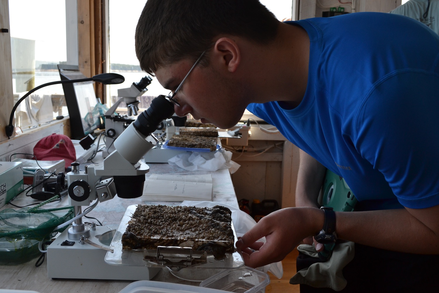 Taking a closer look at the settlement plates under a dissecting scope