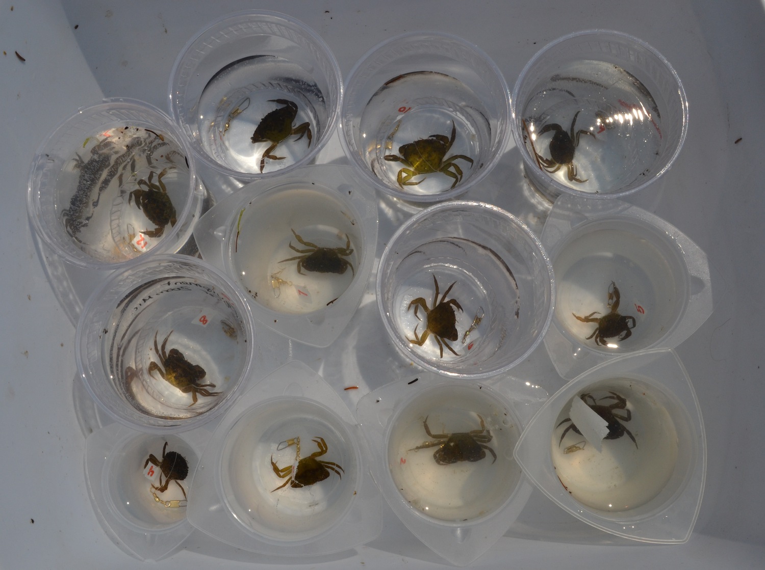 Tethered green crabs awaiting deployment