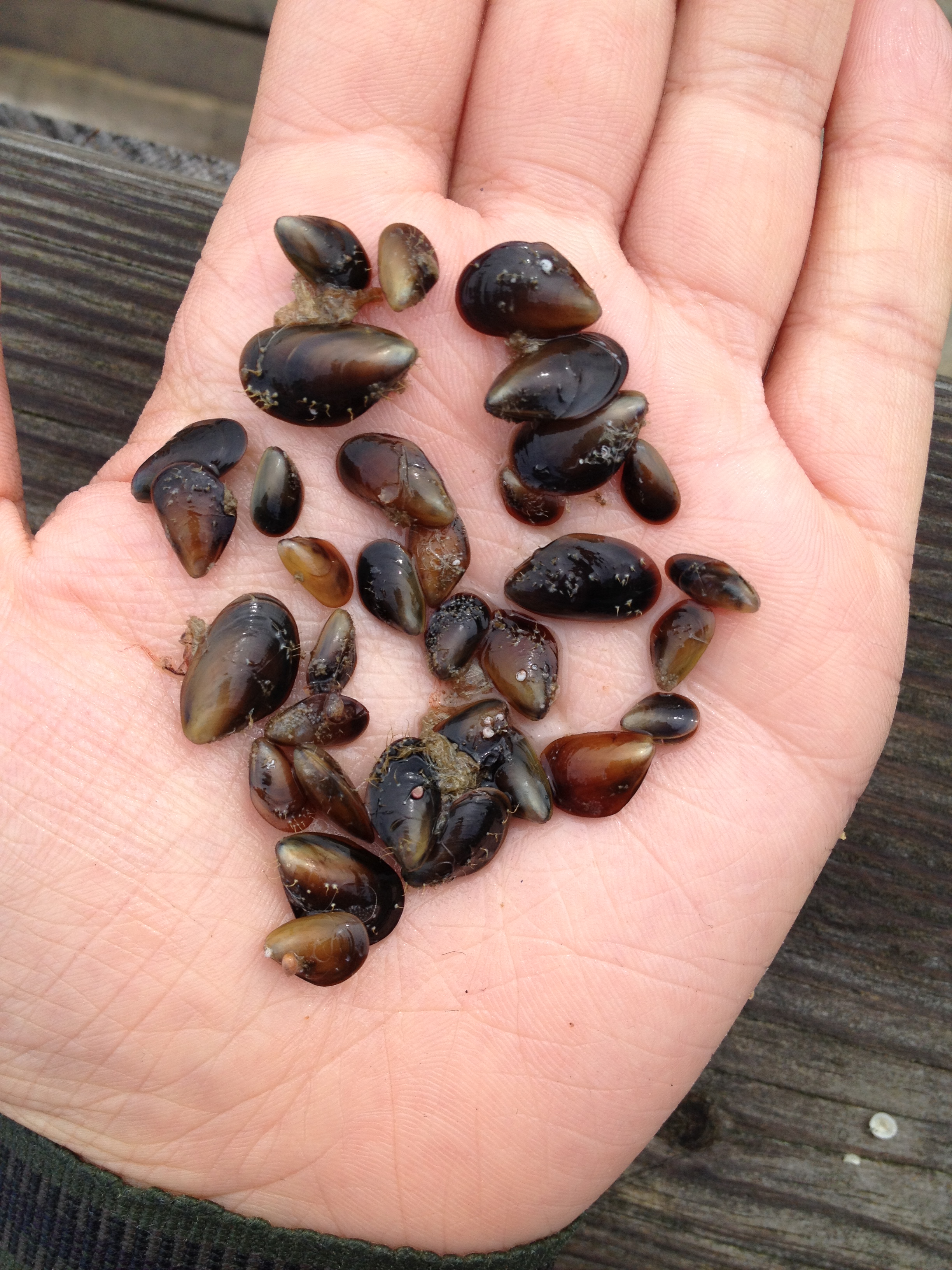 Mussel jackpot! We’ll put these guys back to grow bigger.