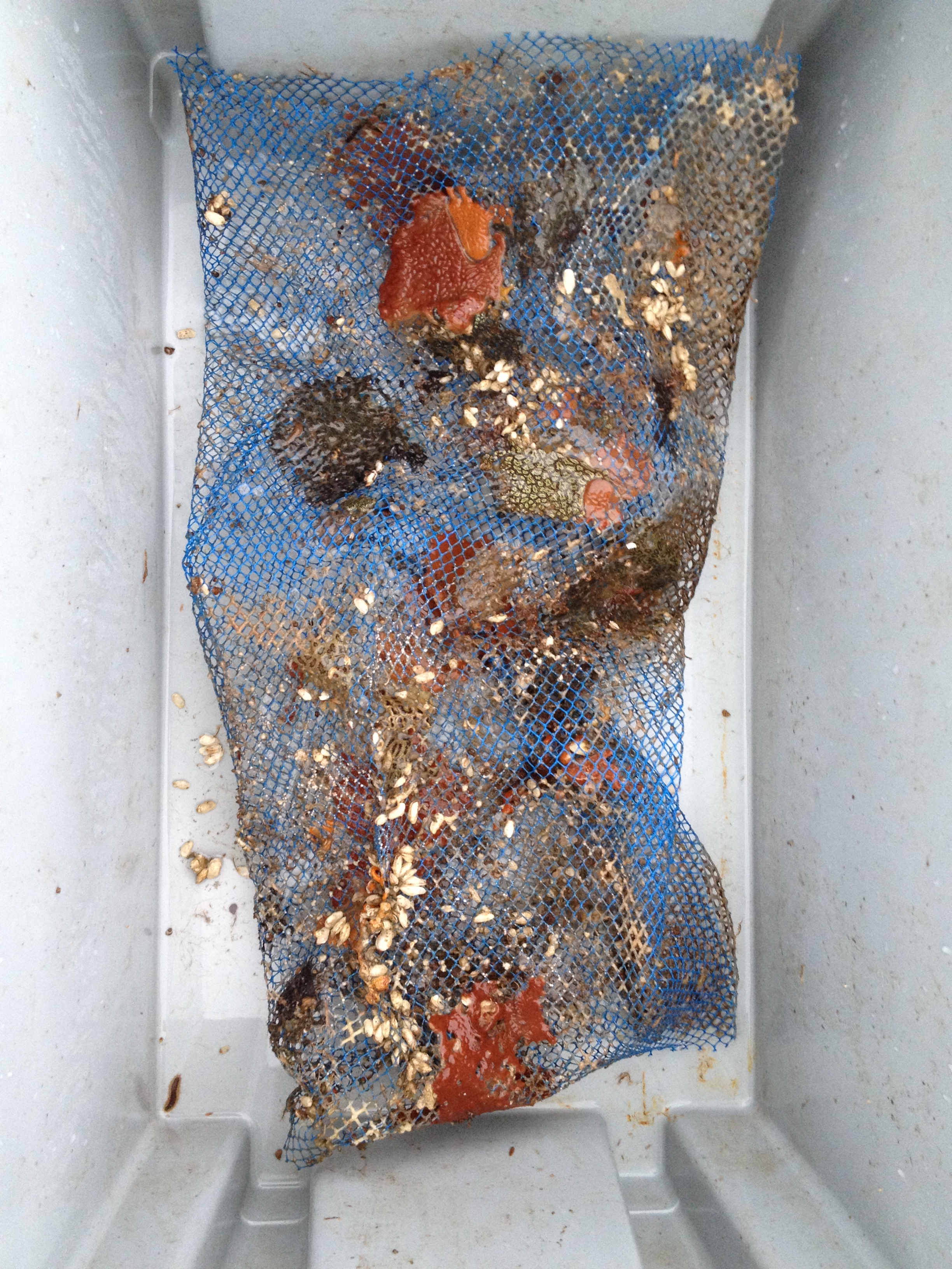 An invasive form of encrusting tunicate forms orange and black mats on the mesh. The little white shapes are clams!