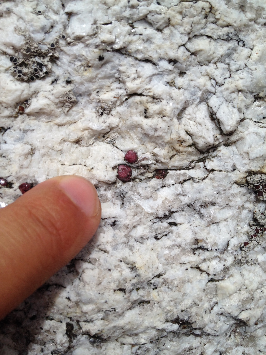 Beautiful colored garnets peeking out of a pegmatite boulder.