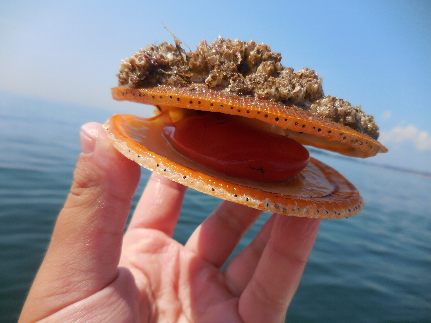 Barnacles and seaweed often cover the top of the scallops. This one is a female, indicated by the pink, egg filled gonad.
