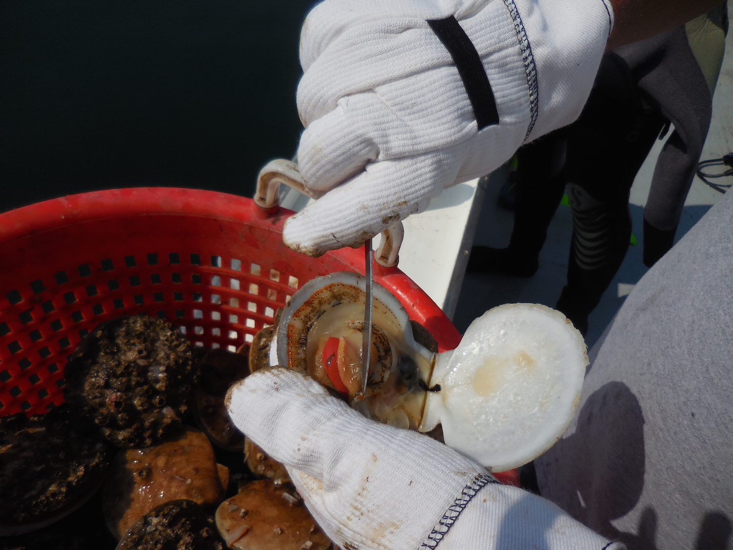 Jim, the fisherman who took us diving, demonstrates how to shuck a scallop. We’ll keep the adductor muscle for sampling, which is the part people eat. 
