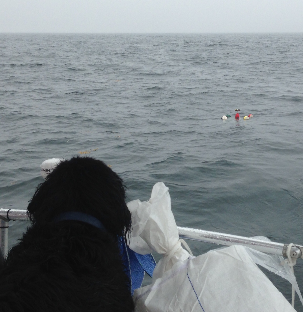 Hickory the dog looks out at the drifter-- now its path will depend on wind, tide, and currents!