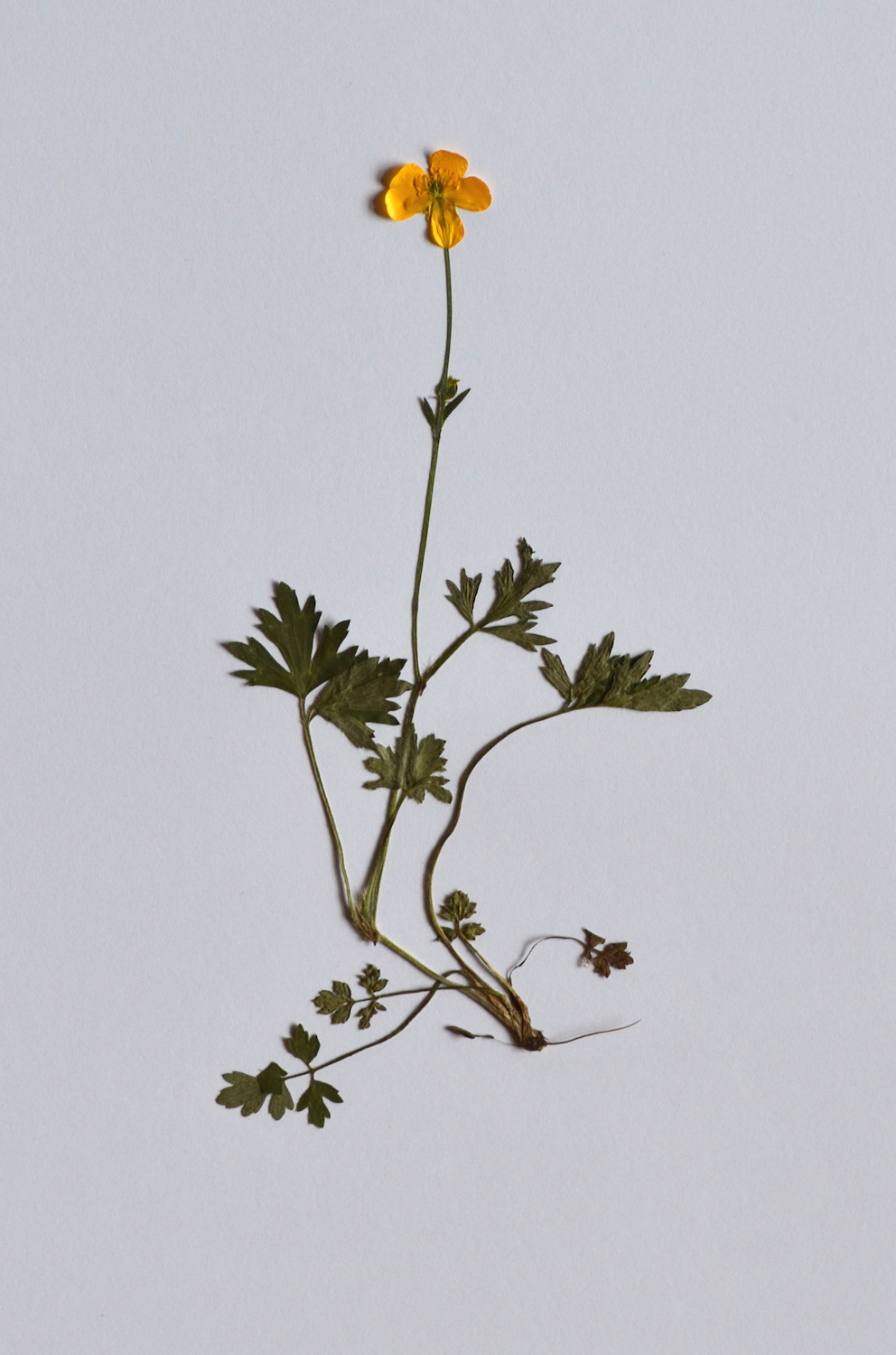 Tall Buttercup or Crowsfoot