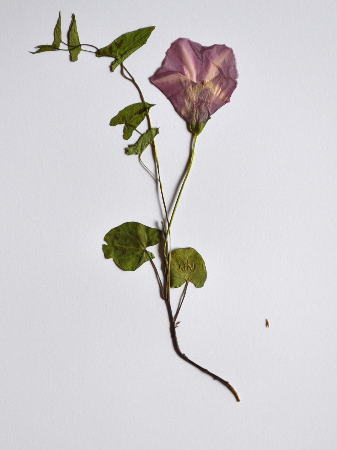 Hedge Bindweed
